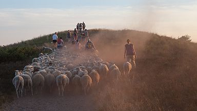 vollemaanwandeling met de schaapskudde